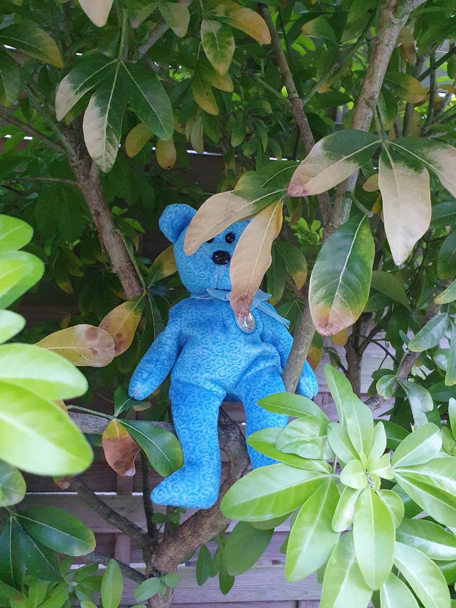 RBentley_REMAT's tweet photo. @pre_nursery #MiniSolomon had a wonderful time playing hide and seek with Blue Bear. Here he is hiding in the tree! Blue Bear also liked hiding under the table, next to the plant pot, behind the sofa and on top of the shed! #silashomelearning https://t.co/aJe8nAnIOS