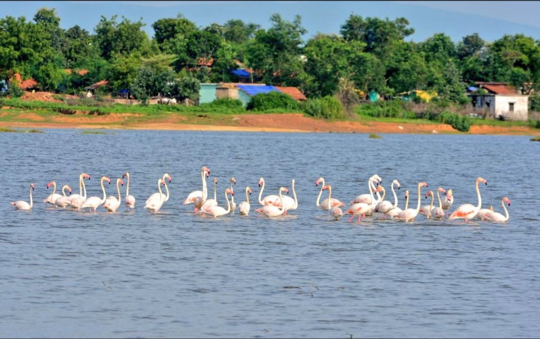 IAmSachinRajyan's tweet photo. भंडारा गोंदिया जिल्ह्याच्या सीमेवर सौंदड तलावात(साकोली पासून 9 km) 30 फ्लॅमिंगो (रोहित पक्षी) पक्षी आढळले.
भंडारा गोंदिया जिल्ह्यात 20 वर्षातील पहिली नोंद.
#निसर्ग_सौंदर्य
#marathi_learning_act
#मराठी
@VikasThakreINC
@CMOMaharashtra
@BJP4Maharashtra
@ShivsenaComms https://t.co/Ra9g8cIyb3