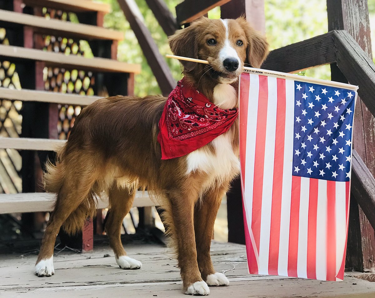 GoodDogAnimals's tweet photo. Happy 4th of July everyone!! #4thofJuly #4thofJuly2020 #IndependenceDay #GDA #tango #ducktollingretriever #nowthatsafaceforfilm #workingdog #studiodog https://t.co/7Zx3IFBGHo