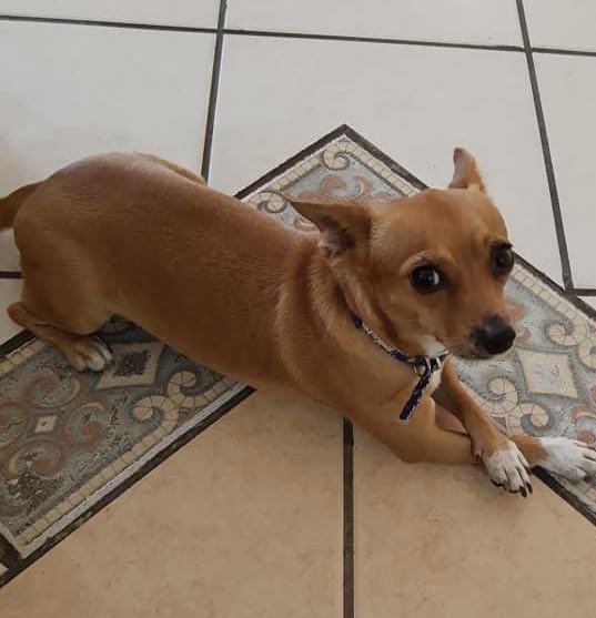 williambarre94's tweet photo. Amigos de Acapulco. Mi perrito se perdió, ayer 01 de julio, en Marroquín, se llama "Sparky" es muy tranquilo y tiene glaucoma en su ojito y necesita su medicamento, se da recompensa, lo queremos mucho. ayúdenme a difundirlo. Por favor!! #VuelveSparky https://t.co/tbNWrjzleQ