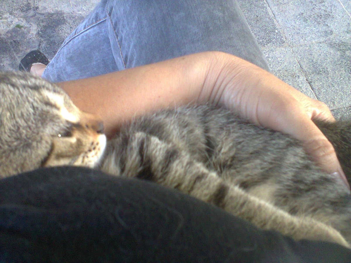 Hergün biraz kedi sewmeli ..!
#insan kalabilmek için bu dünya da
Biraz kuş sesi dinlemeli ..!
Biraz gökyüzüne bakmalı ..!
Hadise o ki
#kalbimizinSewgideKalabilmesiİçin