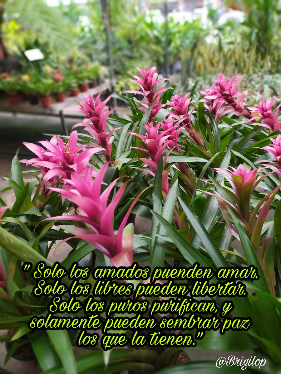 Brigilop's tweet photo. #AmandoHastaElExtremo https://t.co/UKrh7IfBSh