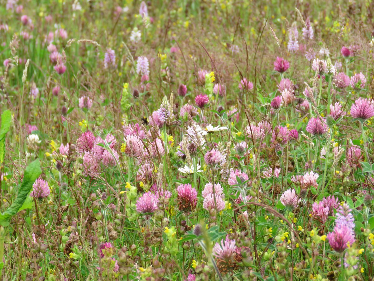 This is my ex silage field. 5 years on. It has exceeded all my expectations, & then some. No need to sow wildflower seeds, they are in the soil waiting for an opportunity to flower.  #Dontmow cut & lift. Reduce soil fertility to create better conditions for wildflowers.