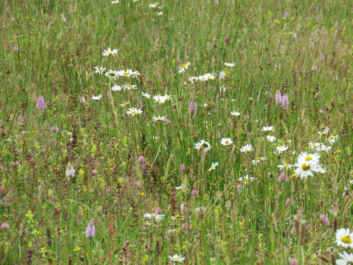 This is my ex silage field. 5 years on. It has exceeded all my expectations, & then some. No need to sow wildflower seeds, they are in the soil waiting for an opportunity to flower.  #Dontmow cut & lift. Reduce soil fertility to create better conditions for wildflowers.