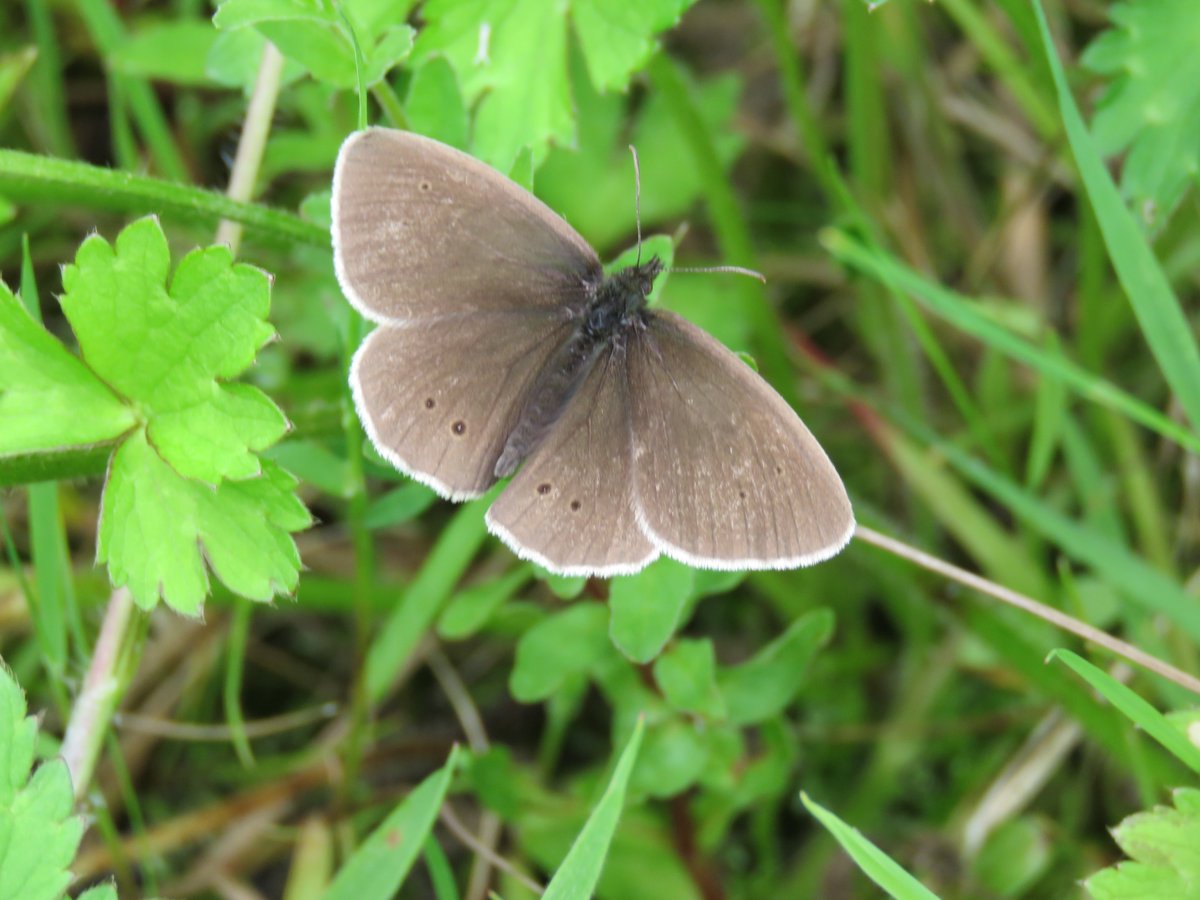 So many Common spotted  #orchids So many  #invertebrates  #butterflies  @BuglifeNI