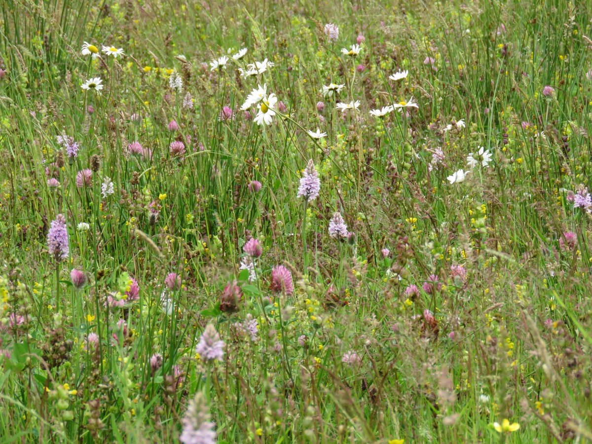 Adding Yellow rattle & cutting hay/silage off every August.Then some light grazing by cattle in Winter.  @wildflower_hour  @Love_plants
