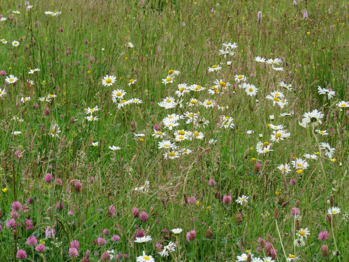 Adding Yellow rattle & cutting hay/silage off every August.Then some light grazing by cattle in Winter.  @wildflower_hour  @Love_plants