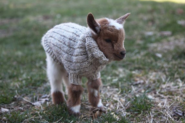 a tiny baby goat in a tiny baby goat sweater
