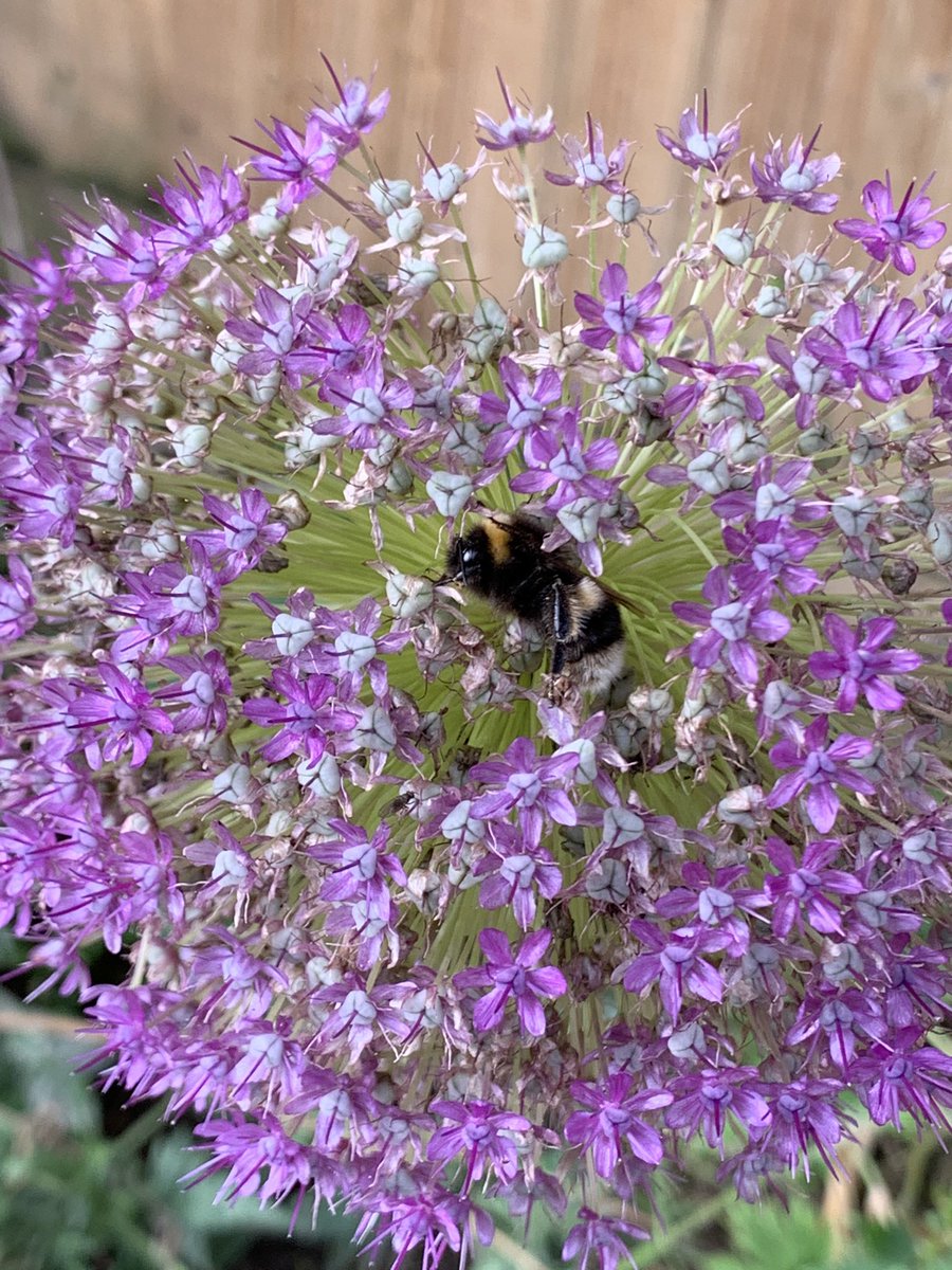 AlistairSinger's tweet photo. He’s not moved in ages. What do we reckon - dead or sleeping? #deadbee #sleepingbee https://t.co/sJvbxB9WEq