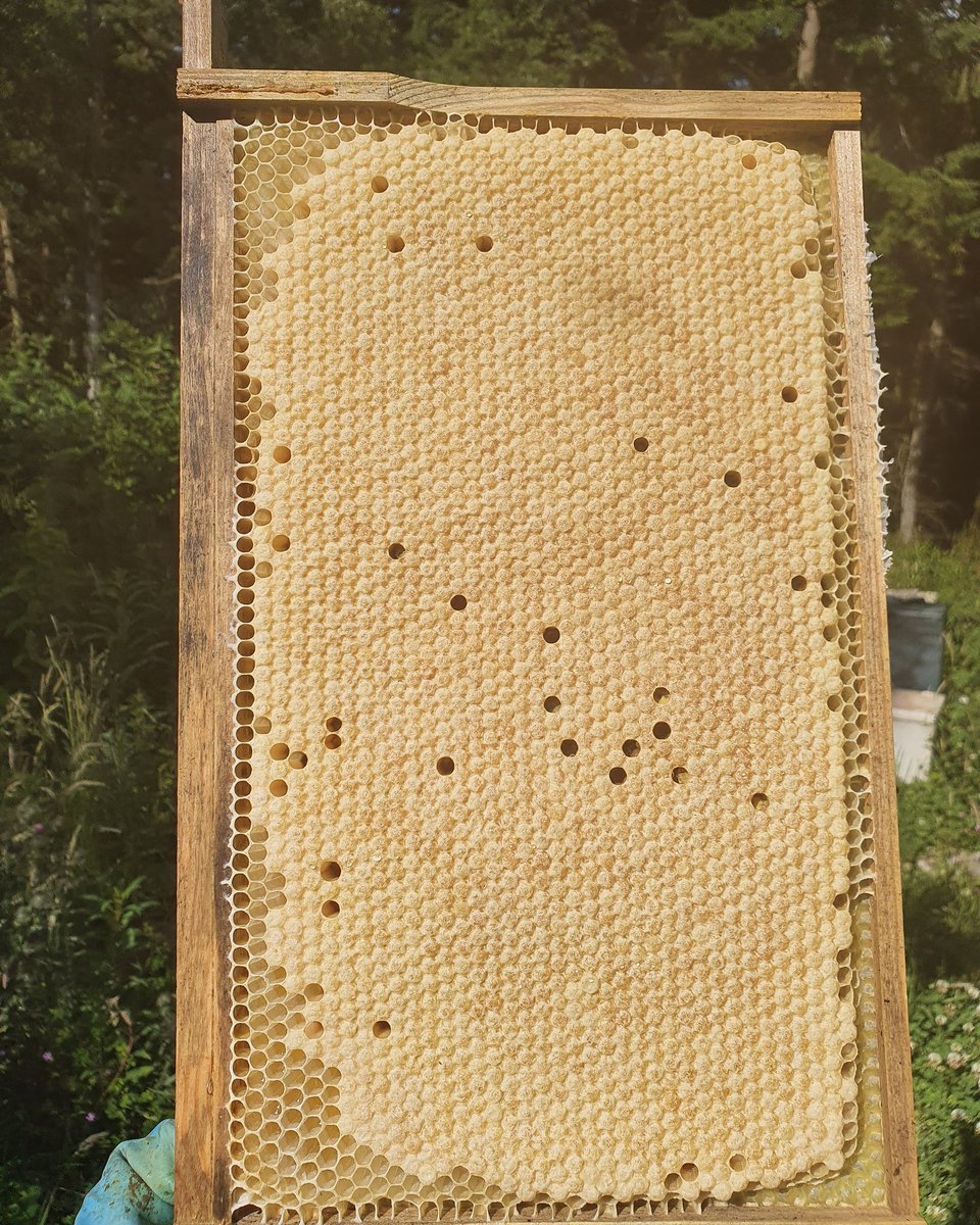 We like brood frames like this. Nice temperament, good producers. These will definitely be on the breeding list for next year!