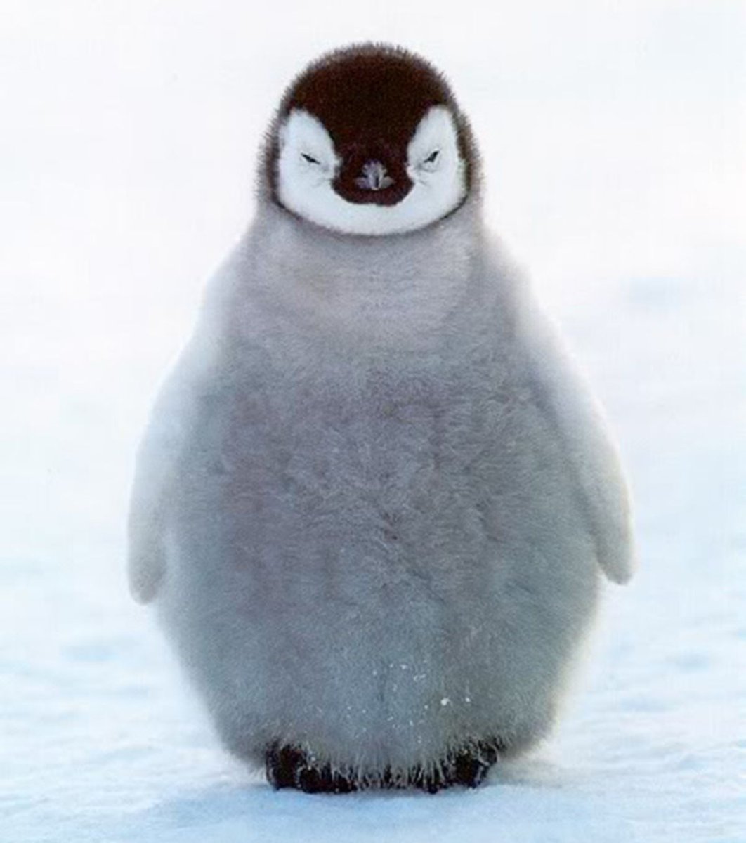 angriest bb penguin 