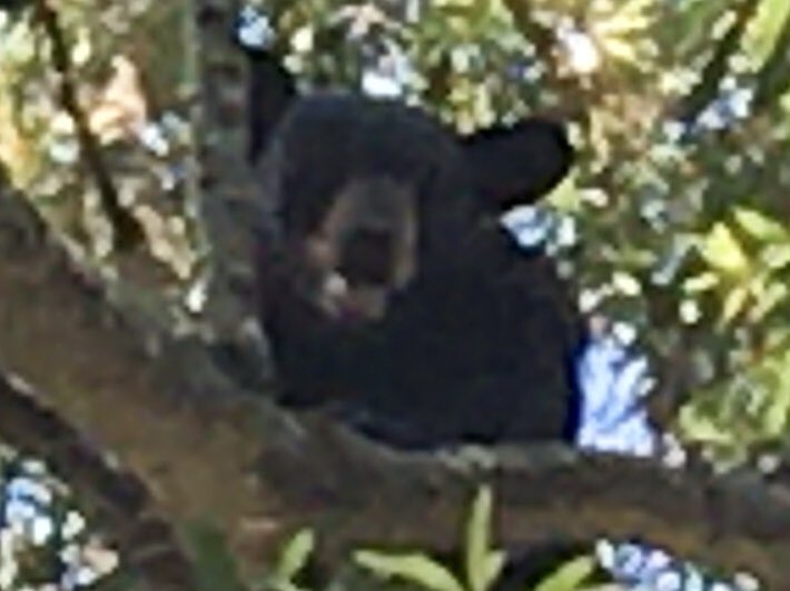 WBTVCamMan's tweet photo. A juvenile black bear has camped out in a tree in Mooresville. Neighbors tell me he showed up early this morning. https://t.co/Ou1BKAnyfm