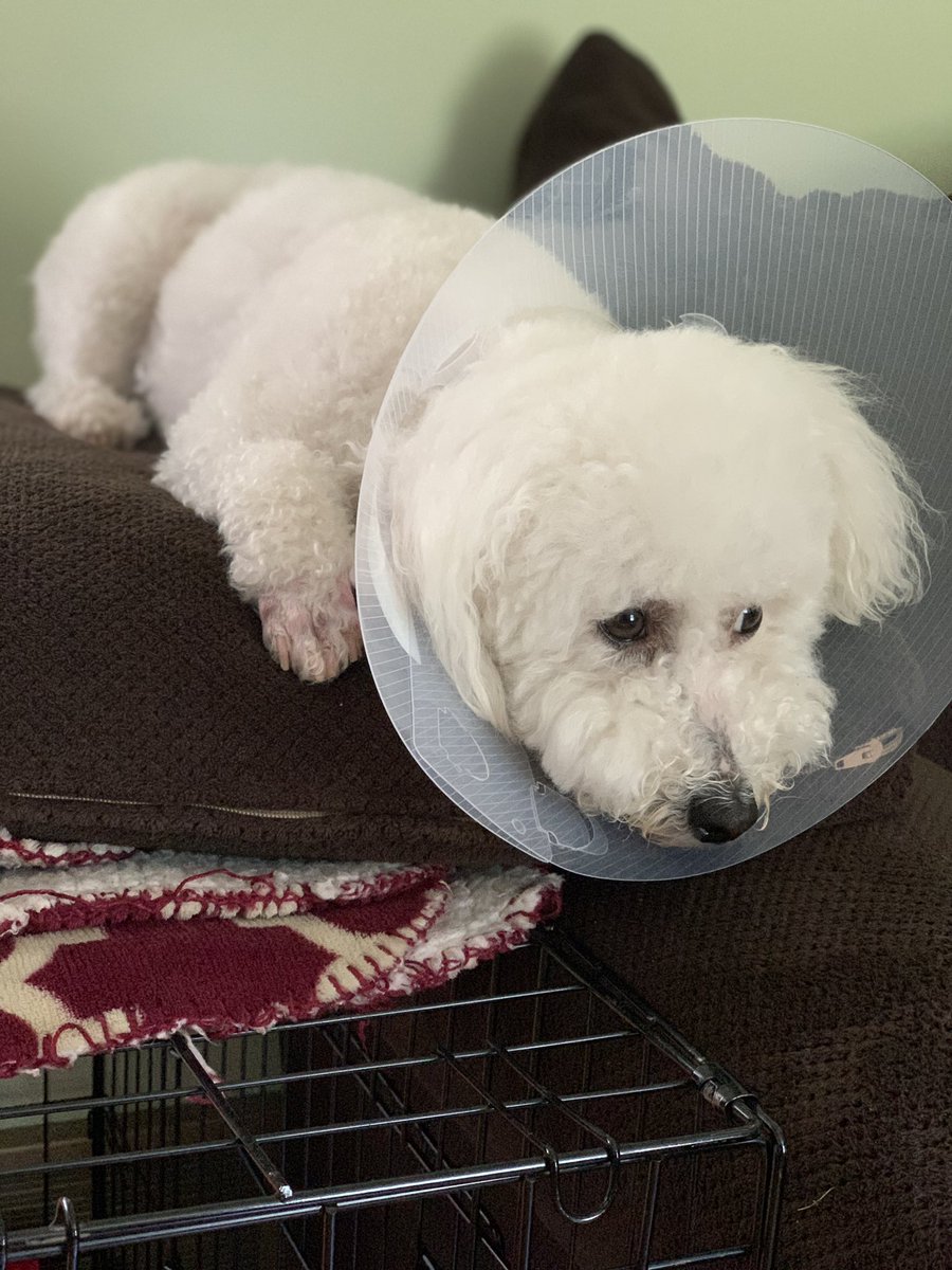 This guy isn’t too happy about his hurt paw and #coneofshame during summer vacation. ☹️
