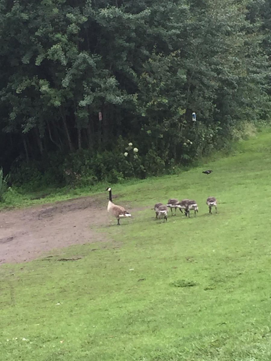 EmmsyEmma's tweet image. When this is your morning commute #communitycareassistant #parklife