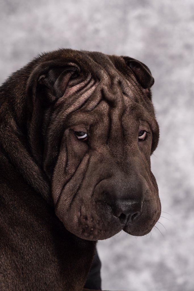 At 6:50 today we had to put to sleep are puppy Maggie, I know youll make lots of new friends in heaven baby, I love you always 💔