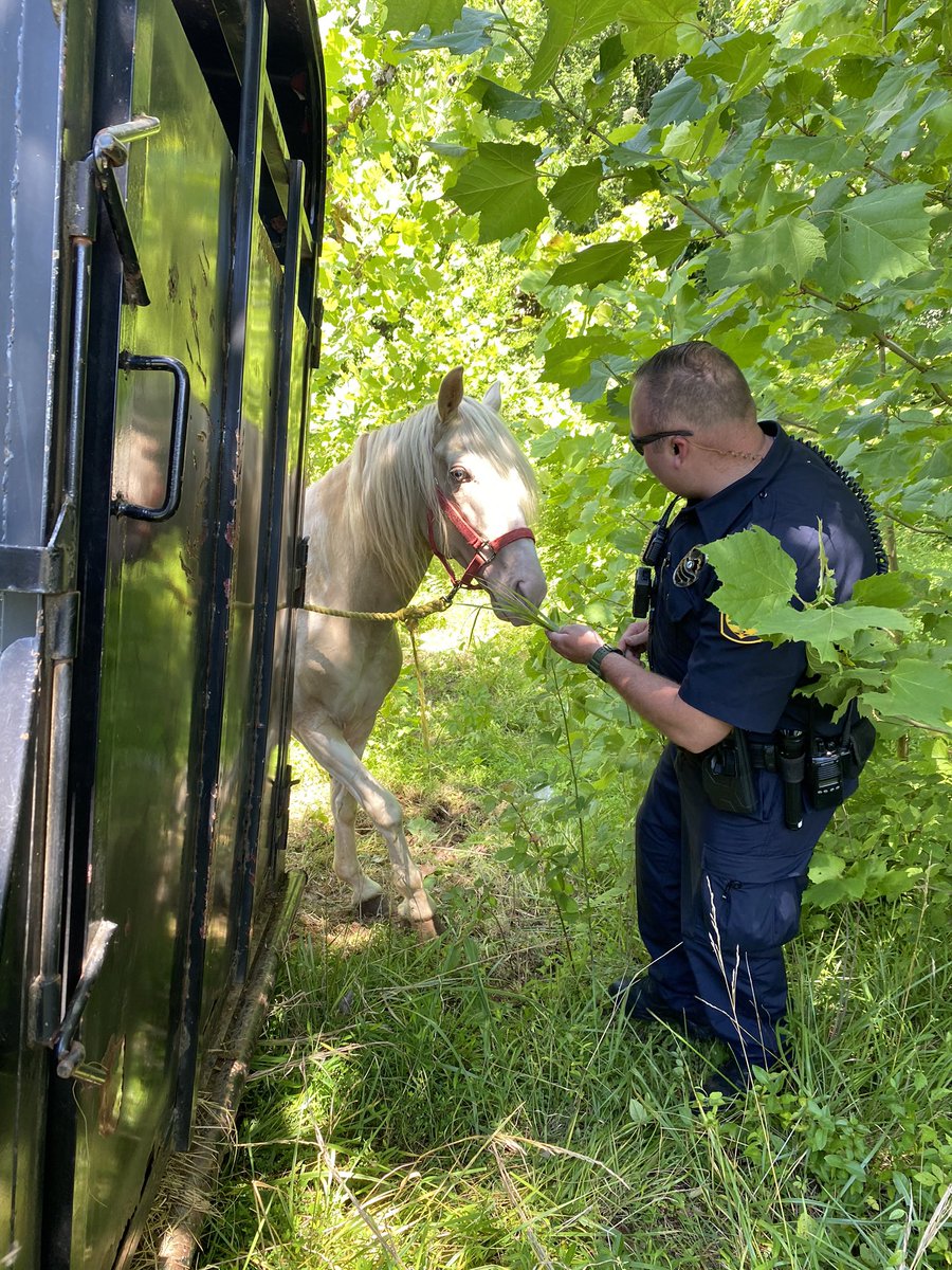 MPDASHIFT's tweet image. Officers checked the well fare of this beautiful guy today that is visiting the beautiful City of Martinsville! 🐎 🐴