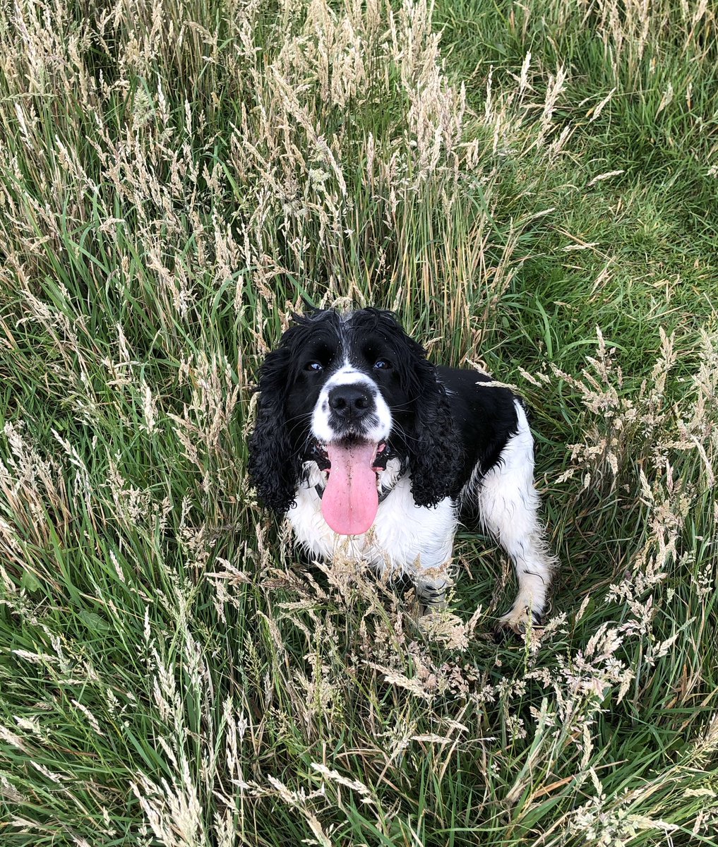 StaffsDogs's tweet photo. Pd Barry has had a busy today assisting @StokeNorthNPT with a number of warrants.. 🐶🐾Drugs and cash recovered ... well done Baz ..@StaffsPolice...#teamwork🐾 keeping our communities safe👍 https://t.co/fMEYmuk5kU