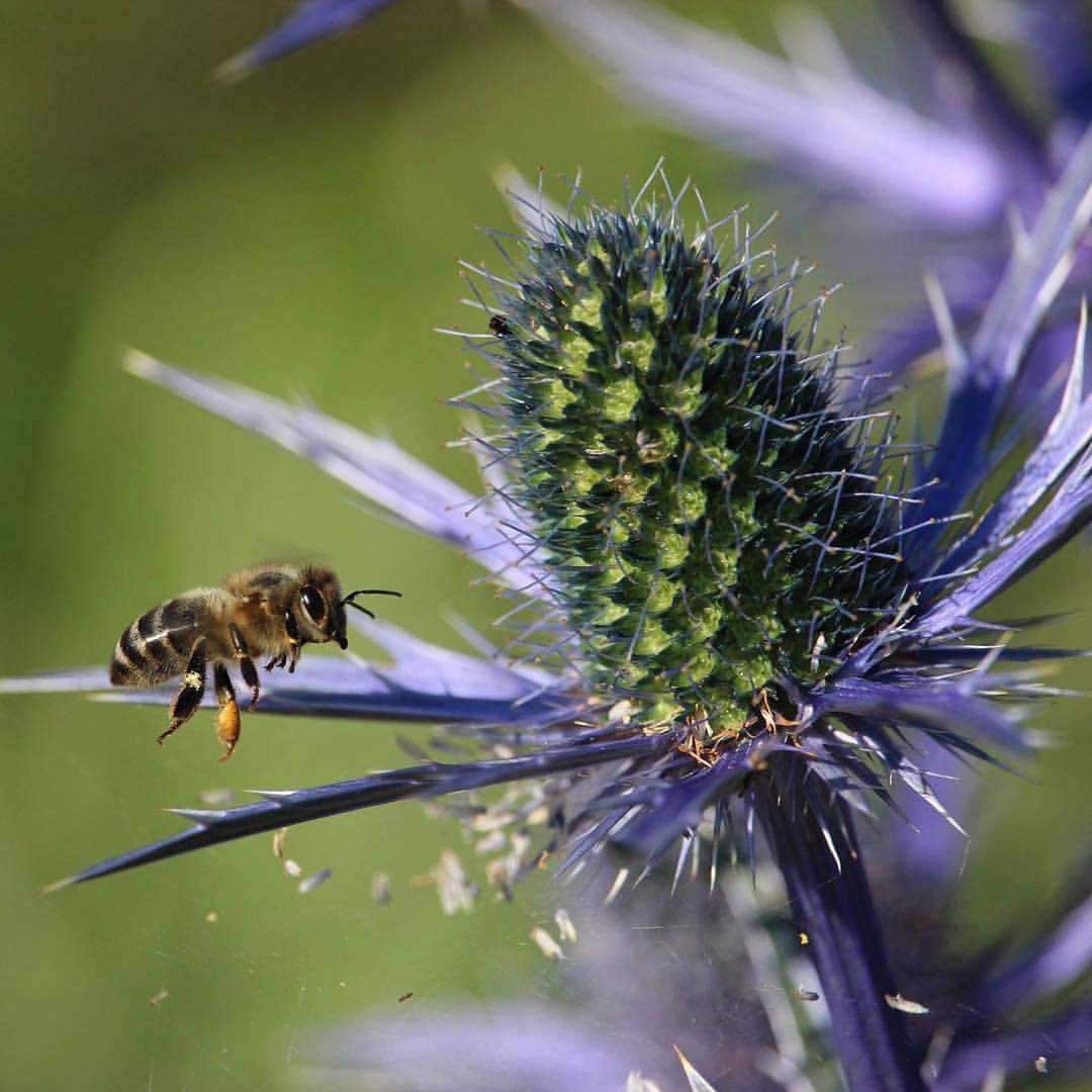 When I took this photo in 2017, I didn't know 3 years later I'd be a beekeeper! My love for these creatures just grows. #bees #sdnpa #beekeepinginschools