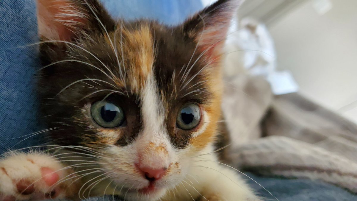 Macchiato wants to bite and play with everything, including my shirt and fingers, so we've had to be really diligent in discouraging that behavior.She's so sweet but also very much a kitten. Training will come with time.