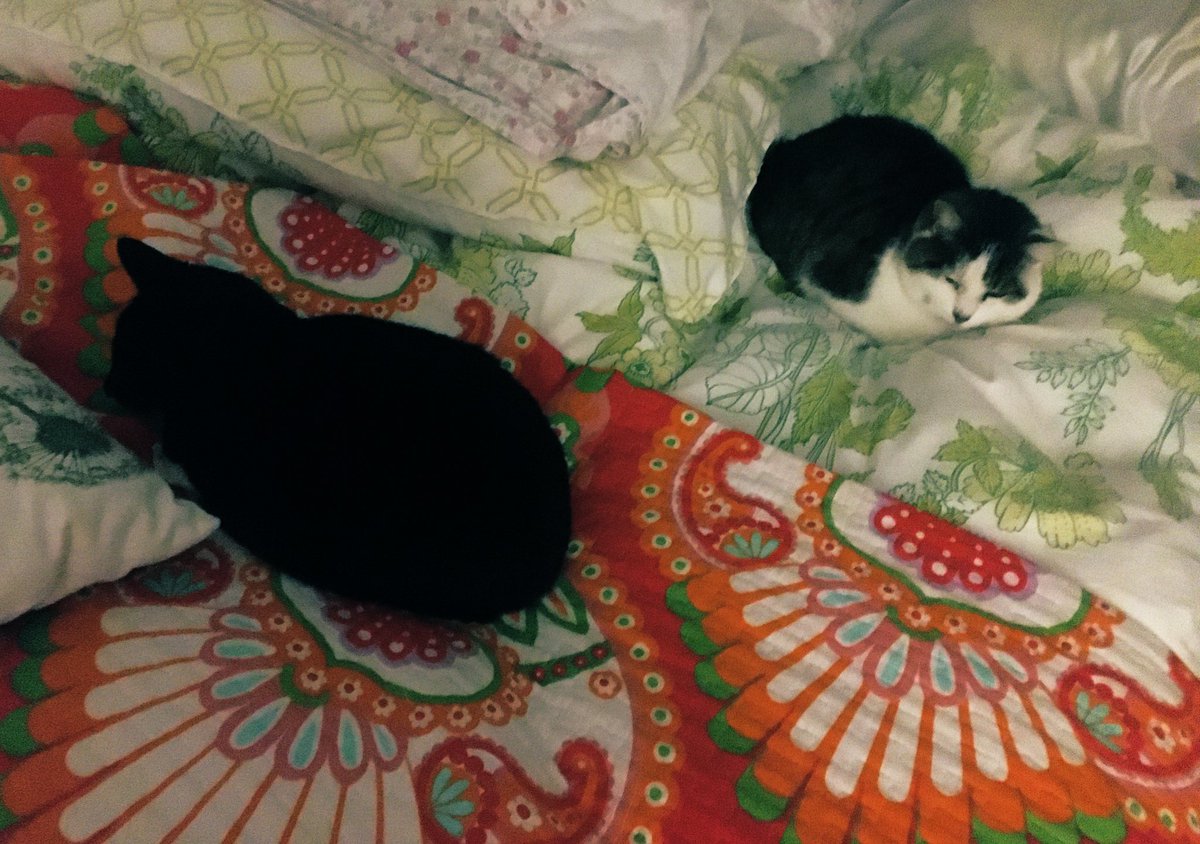 Oh to be a Cat. They’ve been here all night. Been fed & now they’re back. But not for long. Some of us need to go to work #Catlife pic.twitter.com/uDj4siukKG
by ms pippy