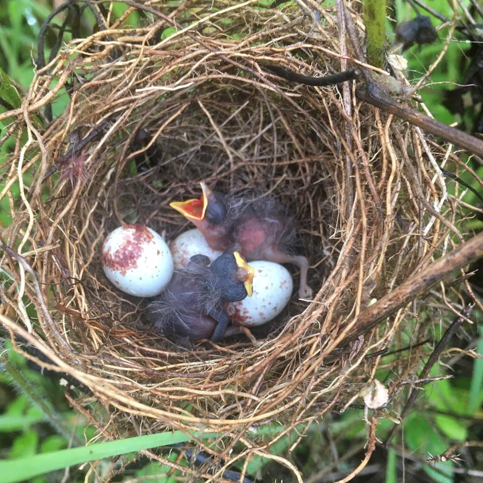 Encontramos este hermoso panorama en nuestro campus. Nos recordó que si Dios cuida de las aves cuidará de nosotros #campusVERDE #naturaleza