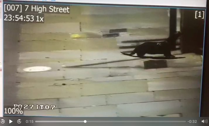 jeremynettle's tweet photo. People (Otter) Friendly Streets This social distancing Otter was seen by #salisburycc CCTV operators window shopping and even following the direction signs on the pavement. Obviously our biodiversity programme is working may even see a Pelican crossing too! https://t.co/dLeQaGYUqf