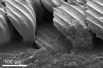 georgelauder's tweet photo. We all know that #sharks replace their teeth, but have you ever seen #skin #denticles being replaced? Our new paper (https://t.co/dzyZLi4Alo) shows denticles emerging from below into gaps at the skin surface in #thresher shark tails. More to come! #swimming #fishsci #SharkScience https://t.co/0KNSoy6oF3