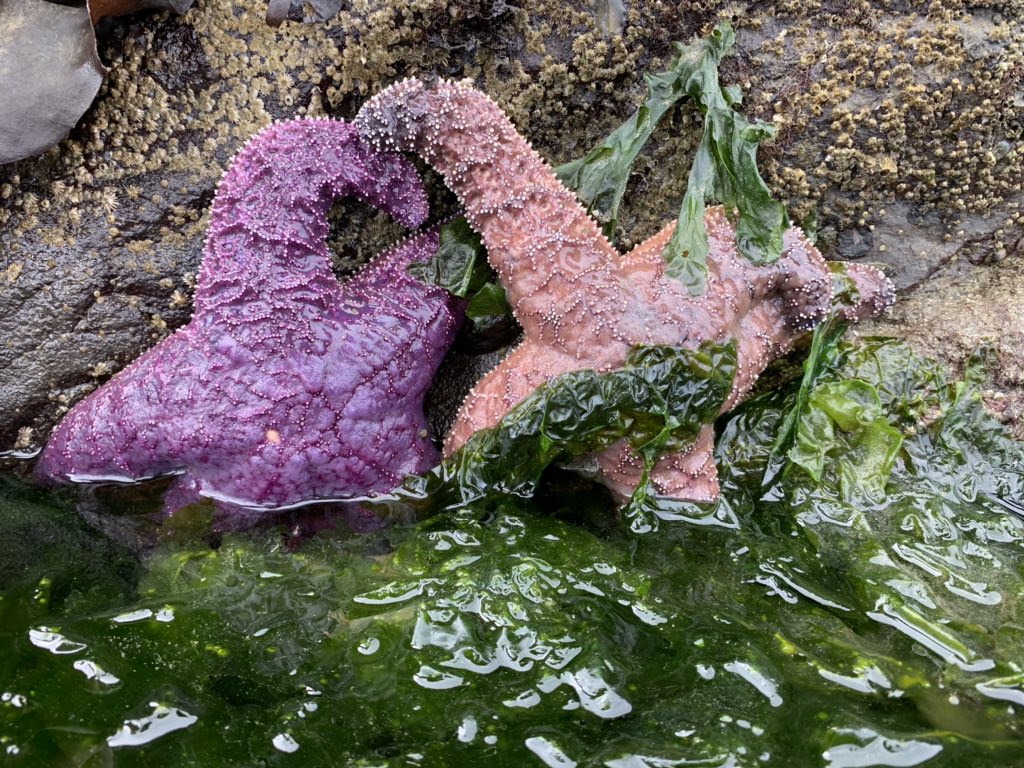Intertidal_Fi's tweet photo. #pisaster tidepool cuddles 💜🧡 https://t.co/HIAIV8Jmjv