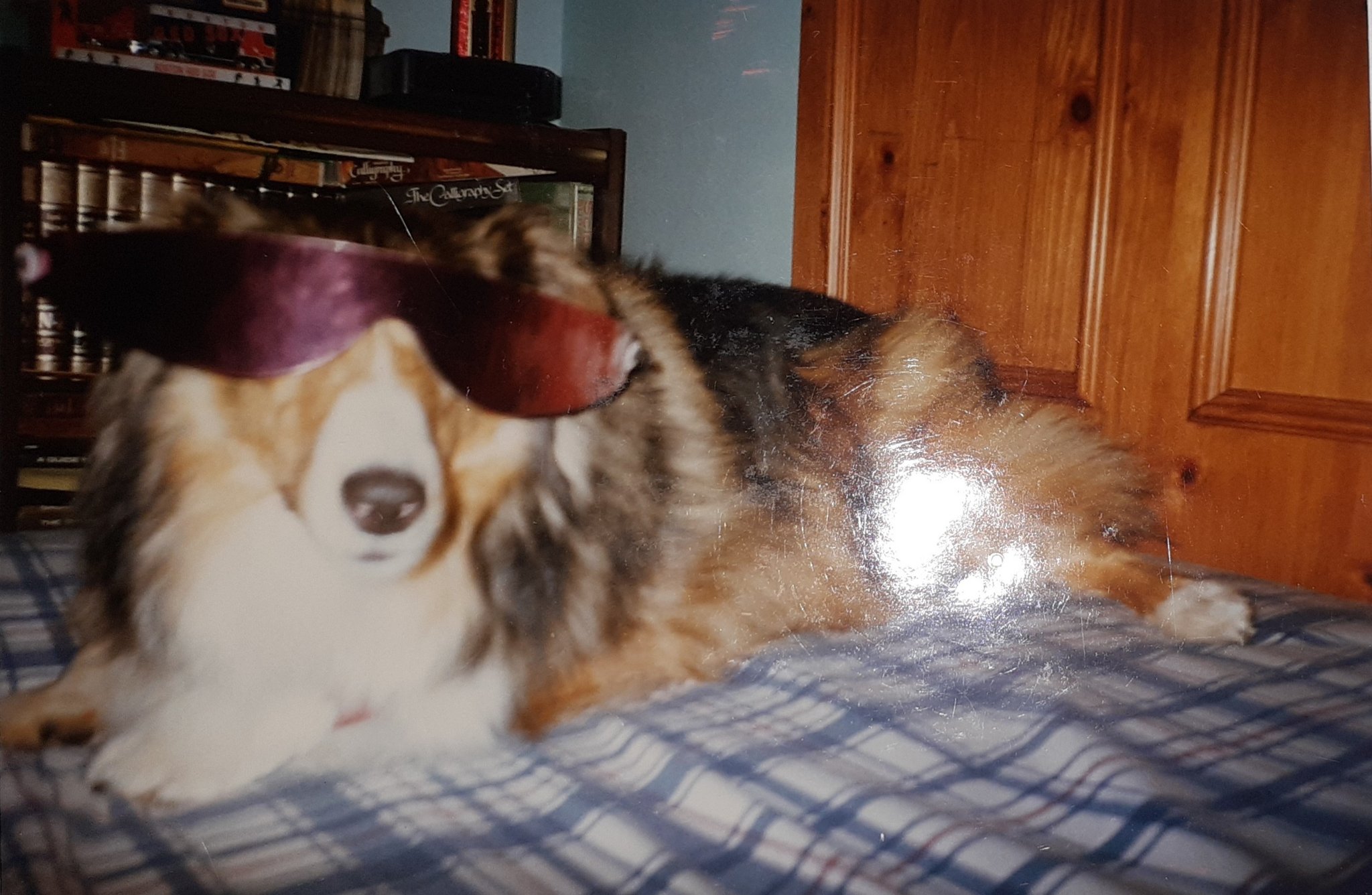 Happy birthday to Here is a pic of my old dog wearing Bret Hart\s glasses 