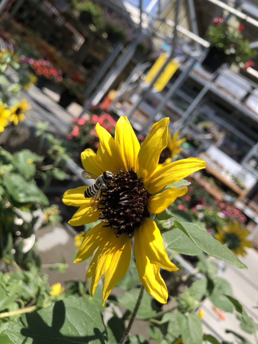 Healthier_Heath's tweet photo. Watering on this hot day. Have some pollinators helping out. Plenty of time left to plant!  Come on by. @HomeDepot . #spring #thd #str2219 @asando54 @NyntcheO @THDTHEHODGE @CampSweenScott https://t.co/MpmhTBLzMu