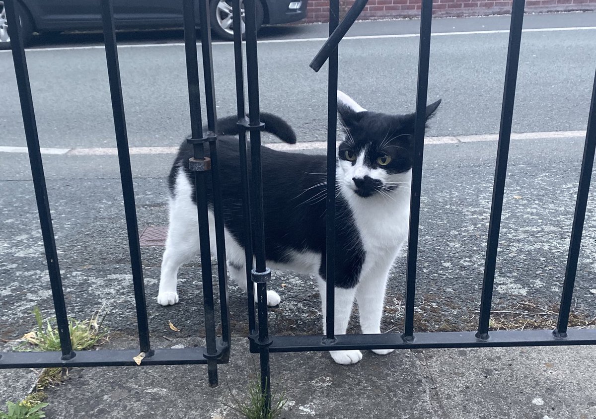 meowitsjoey's tweet photo. Aaaaggghhh! π Iβm behind bars... what do you think landed me in here...
#CatJail #GardenGate #NaughtyBoy #CatsOfTwitter https://t.co/g8Wep9yIKb