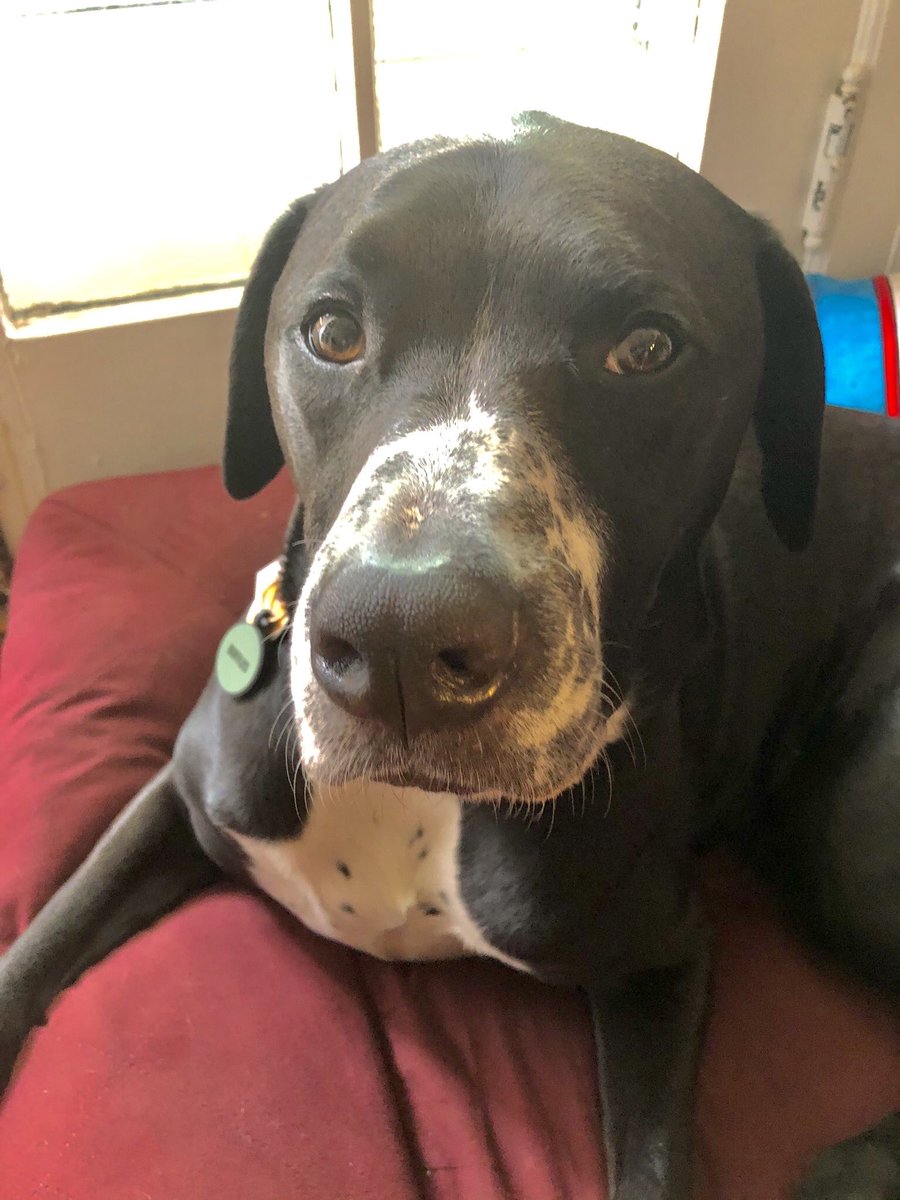 KFFDogs's tweet photo. Does your manager just watch you work all day without offering to help? Let’s see photos. https://t.co/kZEVY2Yaij