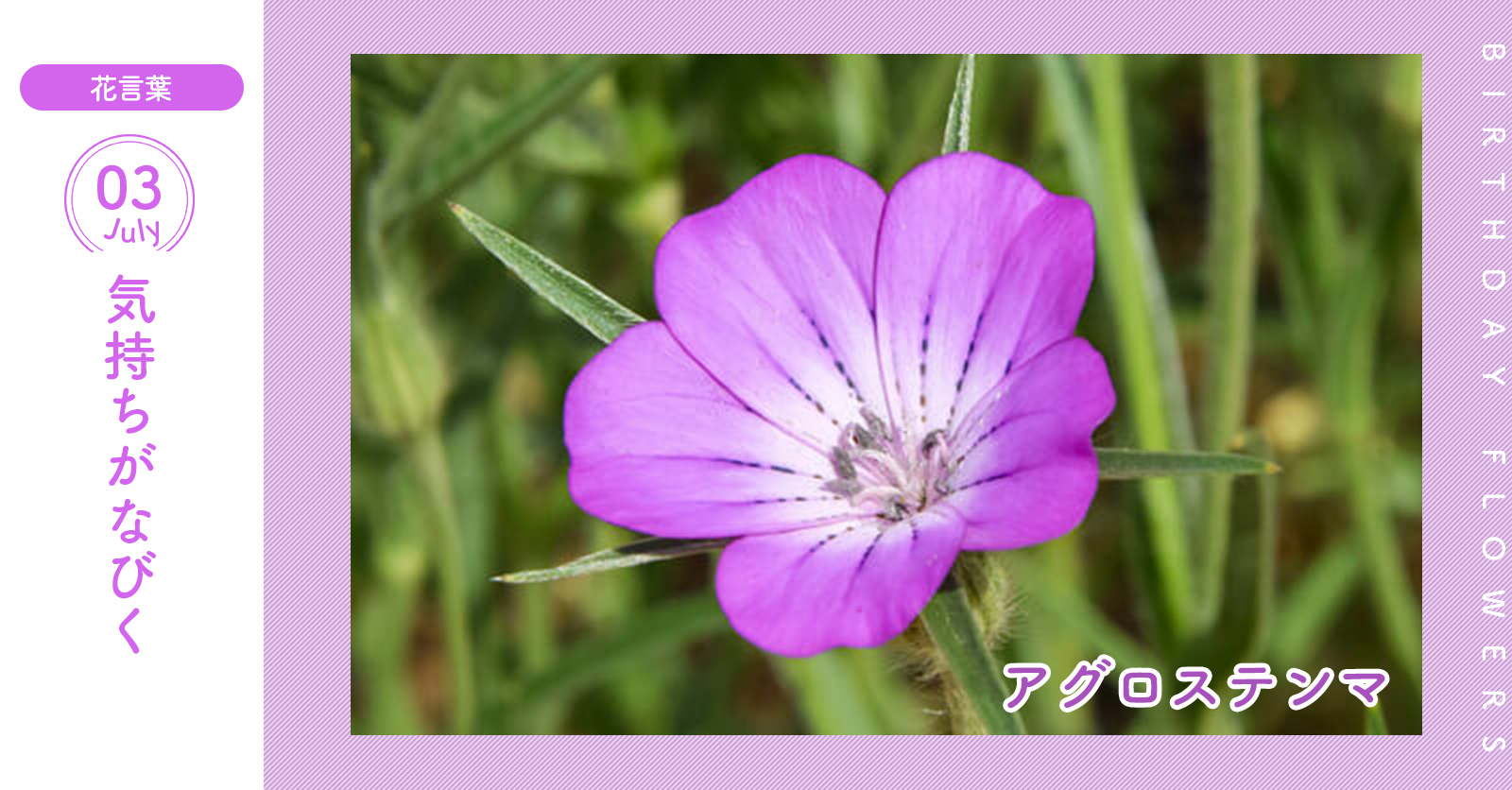 花キューピット I879 Com 公式 山下智久さんが届けます 母の日特別お届けキャンペーン 7月3日の誕生花 アグロステンマ お誕生日おめでとう 花言葉 は 気持ちがなびく 素朴で優しい雰囲気の野の花です あなたはこんな人 とても慎重なタイプ
