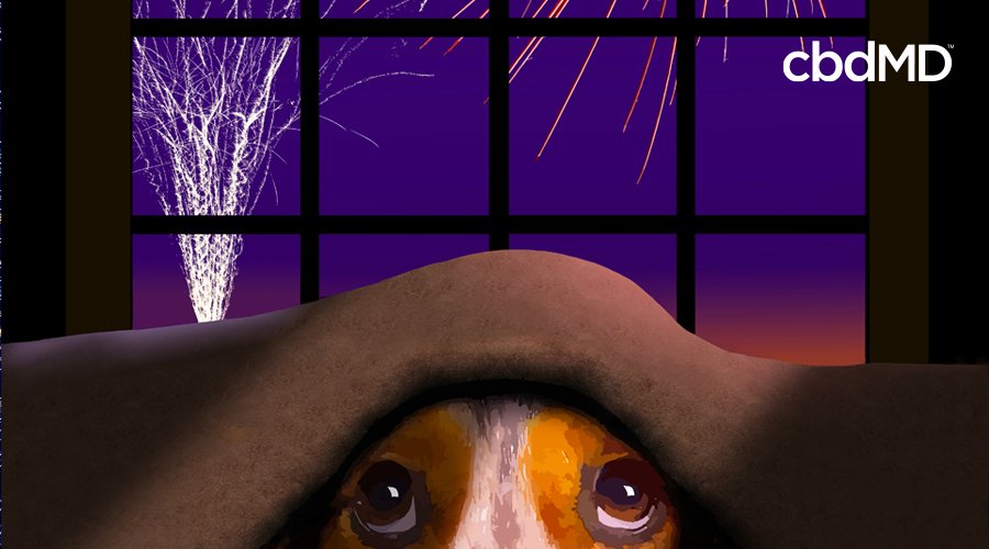 CbdmdDirect's tweet image. According to @AmericanHumane more pets go missing on the 4th of July than any other time. July 5th is the busiest day of the year at animal shelters, as dogs can be traumatized after #fireworks and run off. Learn ways you can keep your dog calm!

cbdmd.com/blog/keep-your…