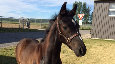 We're proud to introduce SHeidi (Super Heidi), one of our new foals. SHeidi is named in memory of the late Cst. Heidi Stevenson, who served for 23 years as an RCMP police officer. #NameTheFoal #NovaScotiaRemembers