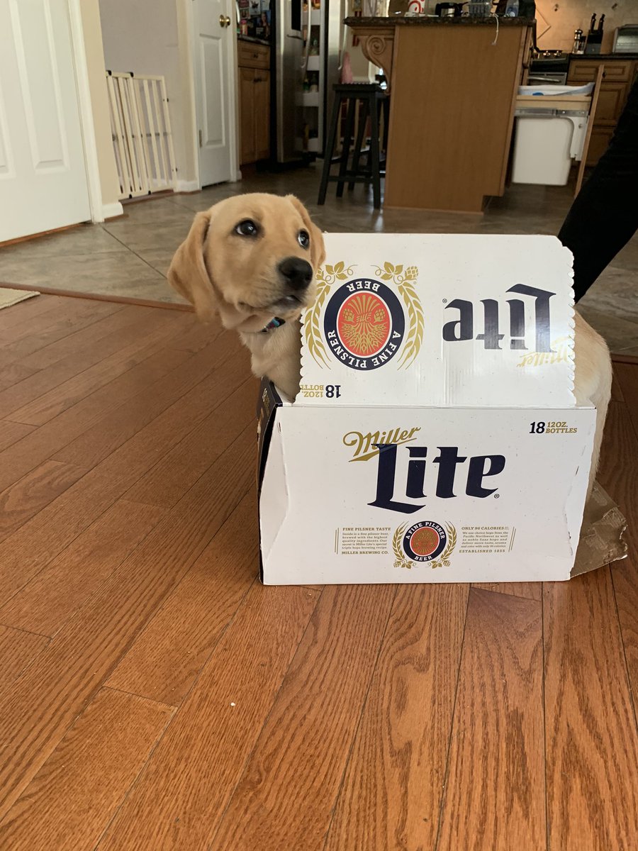 CamGore13's tweet photo. Miller lite is my parents favorite beer..and apparently my dog’s favorite too! @MillerLite https://t.co/nCroincbS8