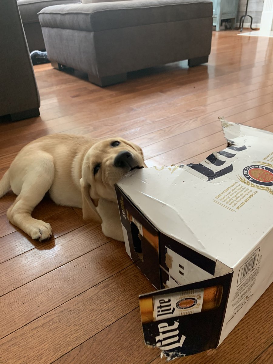 CamGore13's tweet photo. Miller lite is my parents favorite beer..and apparently my dog’s favorite too! @MillerLite https://t.co/nCroincbS8
