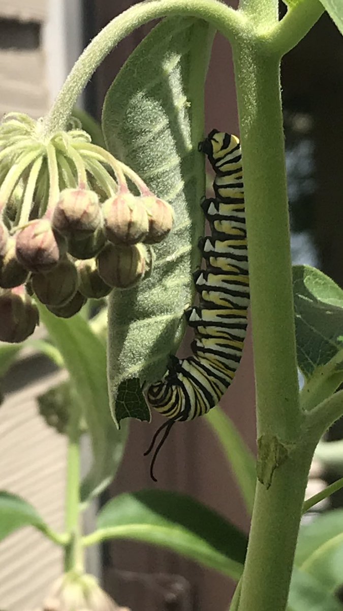 Delighted to find this monarch caterpillar on the side of my house where all my milkweed plants are. I have never seen the caterpillar 🐛 before, before only the butterfly 🦋 #SaveTheMonarchs #Pollinators #Monarchs #Nature #TwitterNatureCommunity