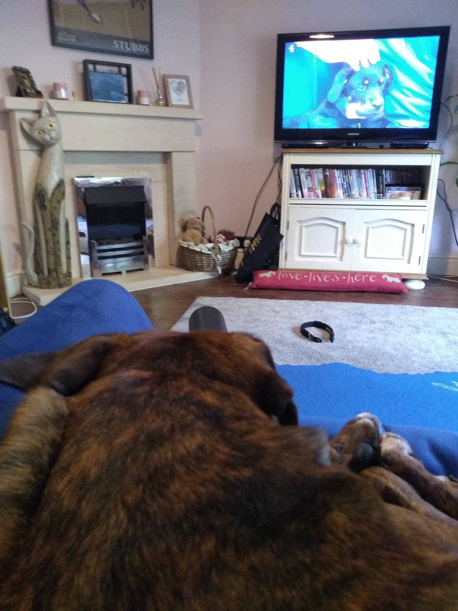 BeckyStatham85's tweet photo. Dave is loving the puppy stories at @fitzpatrickref tonight. Watching @ProfNoelFitz operating on Elvis is his favourite! 🐾
#thesupervet #puppyspecial https://t.co/cerCwZGunP