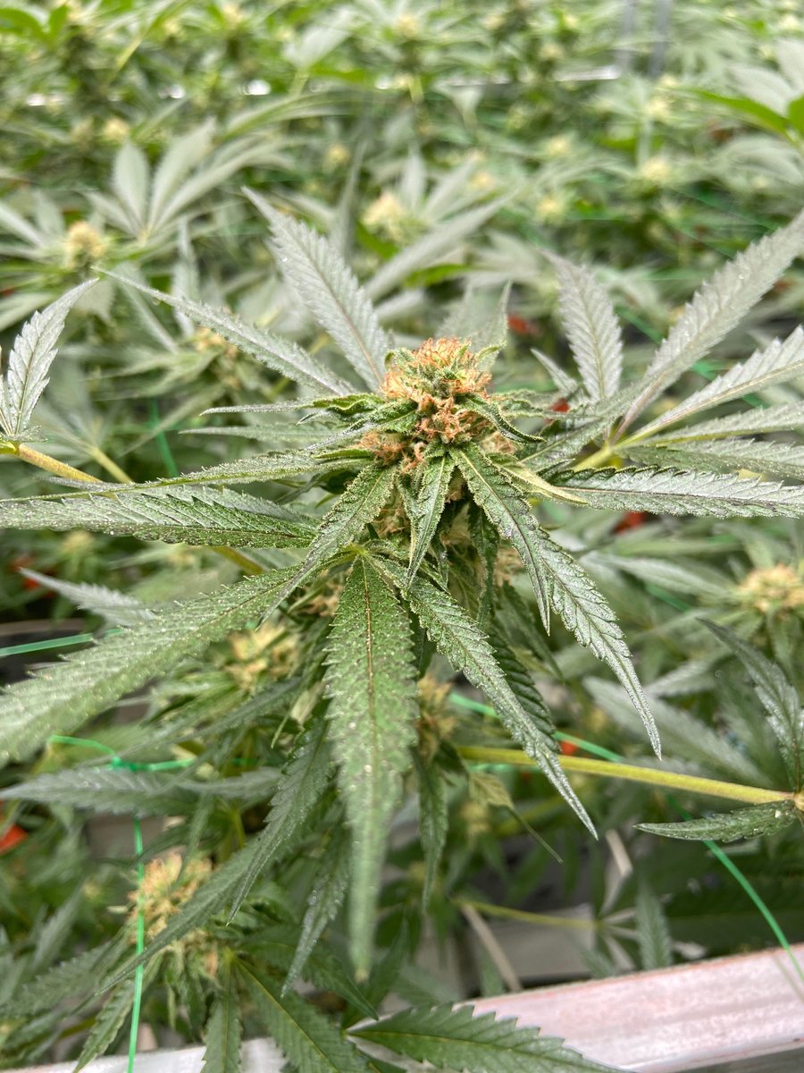 Who else is excited for the launch of our harvests?! ⁣
⁣
Want to learn how to Grow At Home with Dr. Robb? Tune in to our Instagram live every Friday at 1pm PST 🍃⁣⁣
⁣
#drrobbfarms #outdoorgrow #cannabisbud #cultivator #grower #cannabisculture #growathome #marijuanamovement