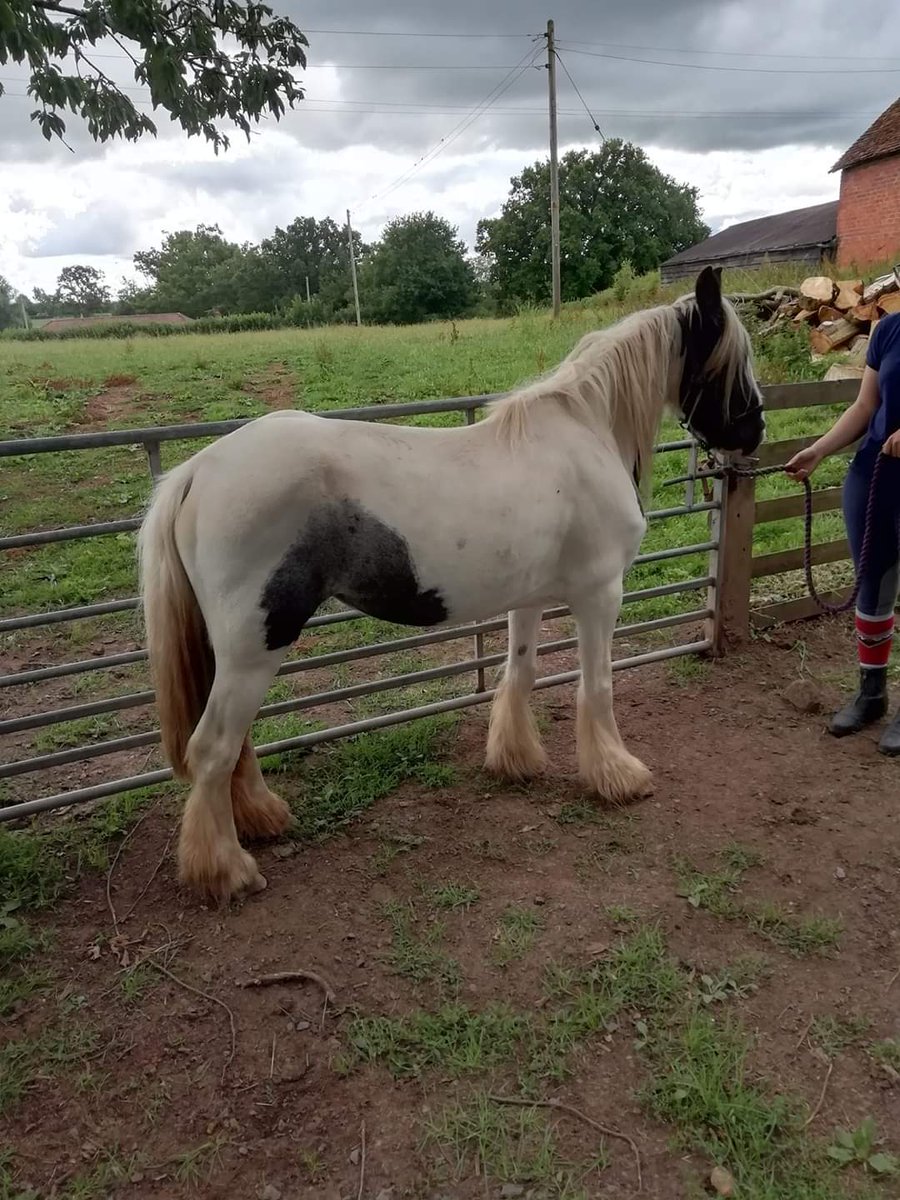 Lovely Chloe continues to improve, while we're happy for Dr Green to works it's magic 🤗 #WelfareMonth #KindnessMatters #rescued #safe #SummerProvision