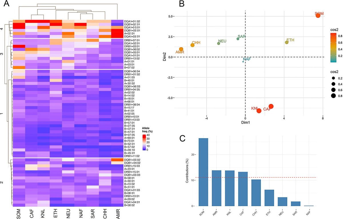 4) HLA allele freq- huge difference, and diversity in Africans populations (not so much difference amongst non-African populations)