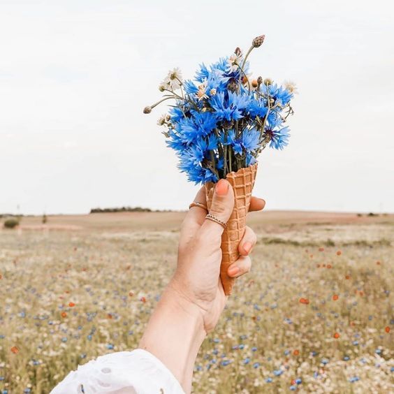 “We might think we are nurturing our garden, but of course it’s our garden that is really nurturing us.” – Jenny Uglow

#regram @steffimarla