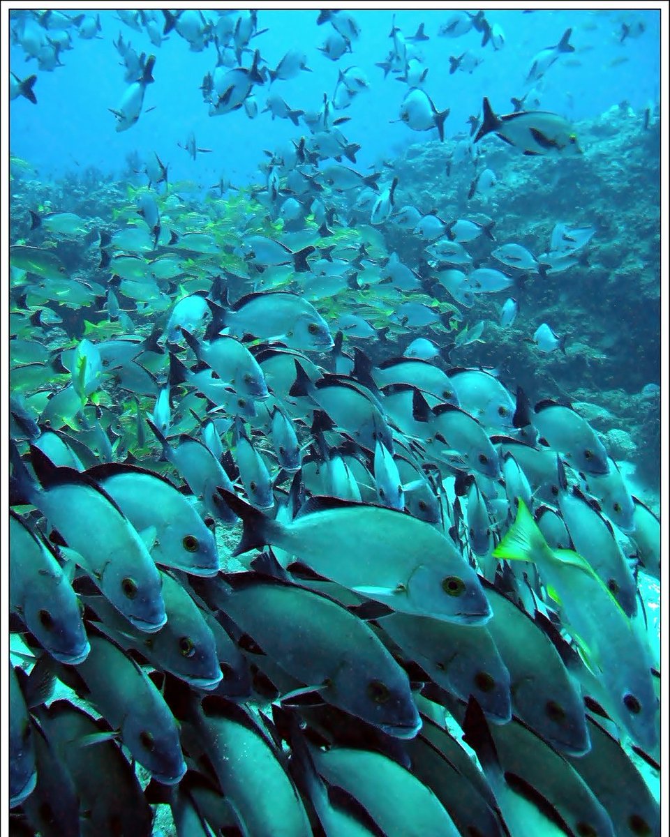 vardhanpatankar's tweet photo. Schooling fish- sometimes they swim swiftly through the water column; whereas at times they are a stunning new entity which has its own behaviour.
#unityinnumbers #reefish #snappers #fishforlife #fishfriday https://t.co/r0CS2UwCzQ
