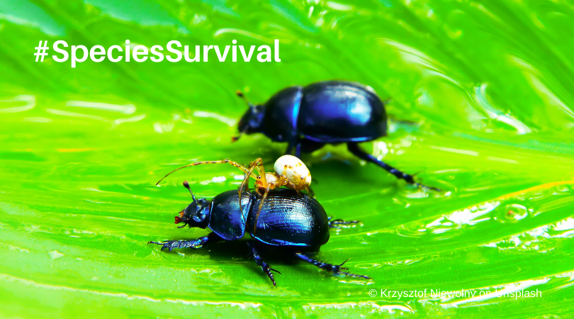 IUCNssc's tweet photo. The #SSCInternalGrant promote activities that contribute to the Species Conservation Cycle. 
Given the current situation with the #COVID19, we encourage you to submit projects that can be carried out during the year. Apply prior July 12th, here: https://t.co/OnHykefwyM https://t.co/dTen6uI96g