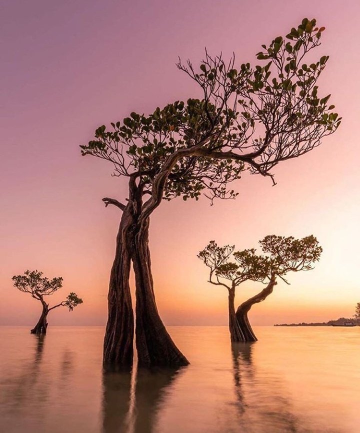 ZaraJFermin's tweet photo. "Árboles danzantes" en la playa de Walakiri, isla de Sumba, Indonesia.
📷Fotos espectaculares de Loïc Dupuis https://t.co/Clrdw5LdCh