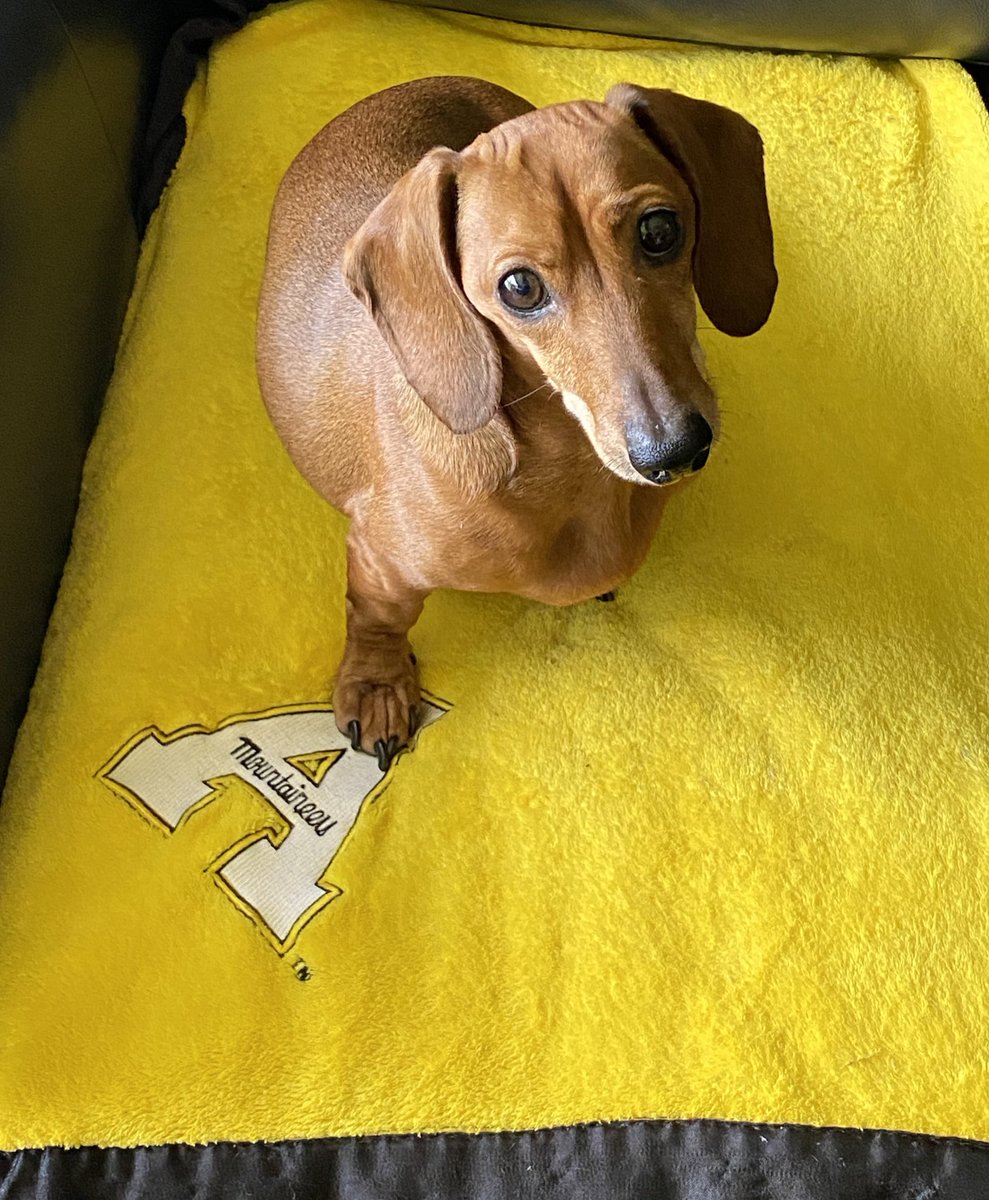 Lindsay Belcher (@lindsaybelcher) on Twitter photo Someone is ready to go to Boone and see his <a href="/AppState_FB/">App State Football</a> family. Soon little Bowser...soon. π€ππ€π #dachshund #GoodestBoy Someone is ready to go to Boone and see his <a href="/AppState_FB/">App State Football</a> family. Soon little Bowser...soon. π€ππ€π #dachshund #GoodestBoy