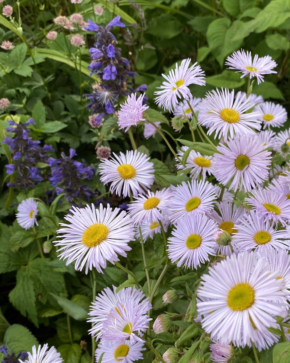 McQueGardens's tweet photo. Erigeron ‘Quakeress’ - a plant I bought from @macplants - only its second year but performing well so far. Lovely lilac flowers, around 50cm in height and been flowering for weeks. ⁣
⁣
#erigeron #macplants⁣
⁣
#rosecottage #eastlothian https://t.co/5nSJzqQQ4W