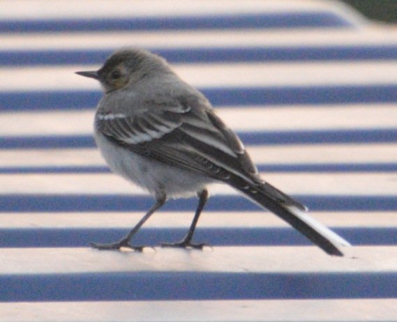 johan_klos's tweet photo. Goedenavond vind ze best grappig die #kwikstaarten maar dit is volgens mij geen witte maar welke dan wel #dtv @vogelnieuws @Sovon #vogelskijken @Roots_NL @VroegeVogels πππππ€ https://t.co/WZm0Z2TT0t