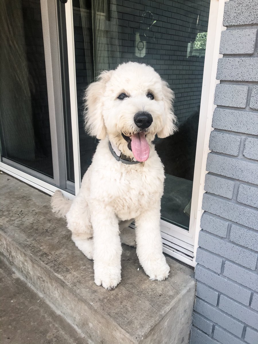 Hey everyone! I did a thing! 🤪🛁✂️ Don’t worry, even though I’m not as fluffy I’m as soft as can be! #goldendoodle #mydogisthecutest